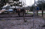 James Ambrose demonstrating plowing - Live Oak, Florida