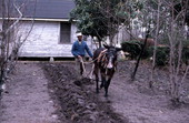 James Ambrose demonstrating plowing - Live Oak, Florida
