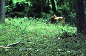 Cow being herded by Glen Nettles - White Springs, Florida