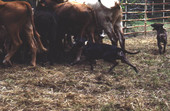 Catch dogs helping to herd cattle - White Springs, Florida
