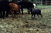Catch dog helping herd cattle - White Springs, Florida