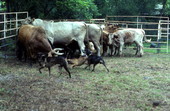 Catch dogs helping herd cattle - White Springs, Florida