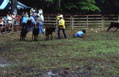 Cowboys at work - White Springs, Florida