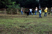 Cowboys at work - White Springs, Florida