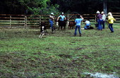 Cowboys at work - White Springs, Florida