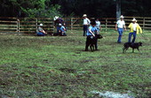 Cowboys at work - White Springs, Florida