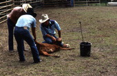 Cowboys branding a cow with paint - White Springs, Florida