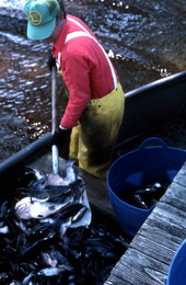 Fisherman Tommy Noles shoveling his catch - Pomona Park, Florida.