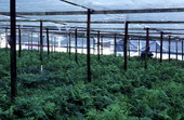 Ferns growing under a plastic roof - Pierson, Florida