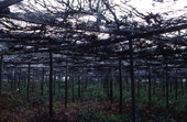 Ferns growing - Pierson, Florida