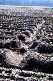 Cabbage being grown - Hastings, Florida