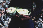 Cabbage - Hastings, Florida