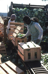 Farm workers packing cabbage into crates - Hastings, Florida