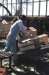 Farm worker packing cabbage into crates - Hastings, Florida