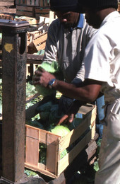 Farm workers packing cabbage into crates - Hastings, Florida