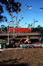 Yard with a "bottle tree" - Dunn's Creek, Florida.