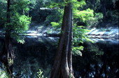 Suwannee River at White Springs - White Springs, Florida