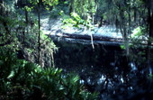 Suwannee River at White Springs - White Springs, Florida