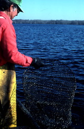 Tommy Noles pulling a fish trap out of the water - Crescent City, Florida.