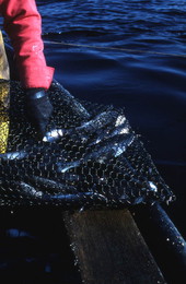 Fish caught in Tommy Noles' fish trap - Crescent City, Florida.