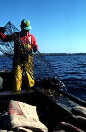 Tommy Noles pulling a fish trap out of the water - Crescent City, Florida.