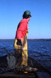 Tommy Noles preparing to put his fish trap into the water - Crescent City, Florida.