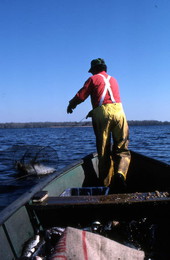 Tommy Noles tossing his fish trap into the water - Crescent City, Florida.