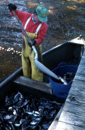 Tommy Noles shoveling catfish into a container - Crescent City, Florida.