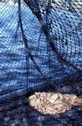 Fishing net - Palatka, Florida.