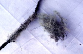 Herb collected for medicinal use - Big Cypress Reservation, Florida