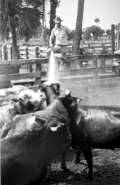 Lloyd McGee spraying cows - Lake Placid, Florida