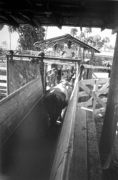 Cow being herded - Lake Placid, Florida
