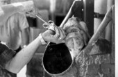Aaron Spell giving a cow medicine orally - Lake Placid, Florida