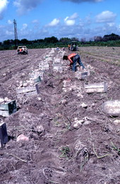 Laborer harvesting sweet potato crop - Homestead, Florida