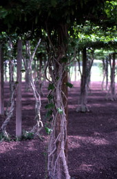Close-up view of plant growing in an East Indian grape arbor - Homestead, Florida