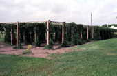 East Indian grape arbor - Homestead, Florida