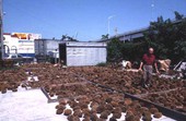 Drying sponges at Arrellano Brothers Sponge Distributors - Miami, Florida.