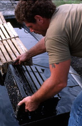Man cleaning stone crab traps - Steinhatchee, Florida.