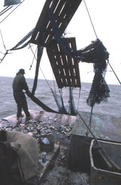 Dale Davis emptying nets on a shrimp boat - Apalachicola, Florida.