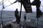 Dale Davis emptying nets on a shrimp boat - Apalachicola, Florida.