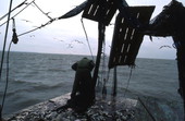 Dale Davis emptying nets on a shrimp boat - Apalachicola, Florida.