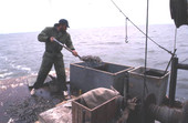 Dale Davis shoveling shrimp into an icebox - Apalachicola, Florida.