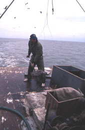 Dale Davis shoveling shrimp into an icebox - Apalachicola, Florida.