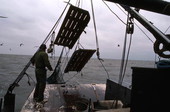 Lloyd's Seafood worker Dale Davis bringing his trawl net on the deck - Apalachicola Bay, Florida.