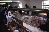 Roland Seafood workers heading shrimp- Jacksonville, Florida.