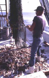 Charles Herrin empties trawl net : Jacksonville, Florida