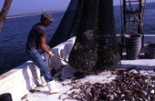 Charles Herrin empties trawl net : Jacksonville, Florida