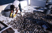 Donald Herrin picks up shrimp aboard the "Miss Joann" - Jacksonville, Florida