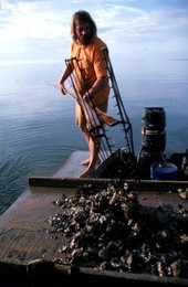 Ken Folsom deposits oysters onto deck - Apalachicola Bay, Florida.