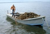 Cletis Anderson tongs for oysters - Apalachicola Bay, Florida.